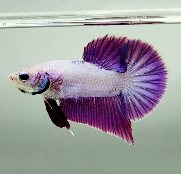 Pinky Purple Betta Fish PP-1234