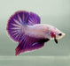 Pinky Purple Betta Fish PP-1235