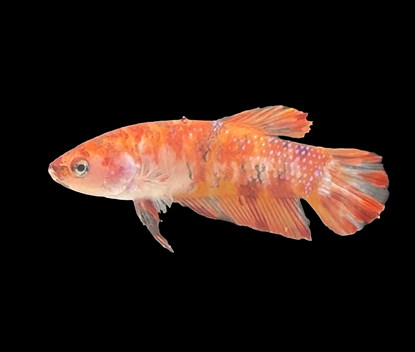 Galaxy Koi Betta Fish Female GK-1719
