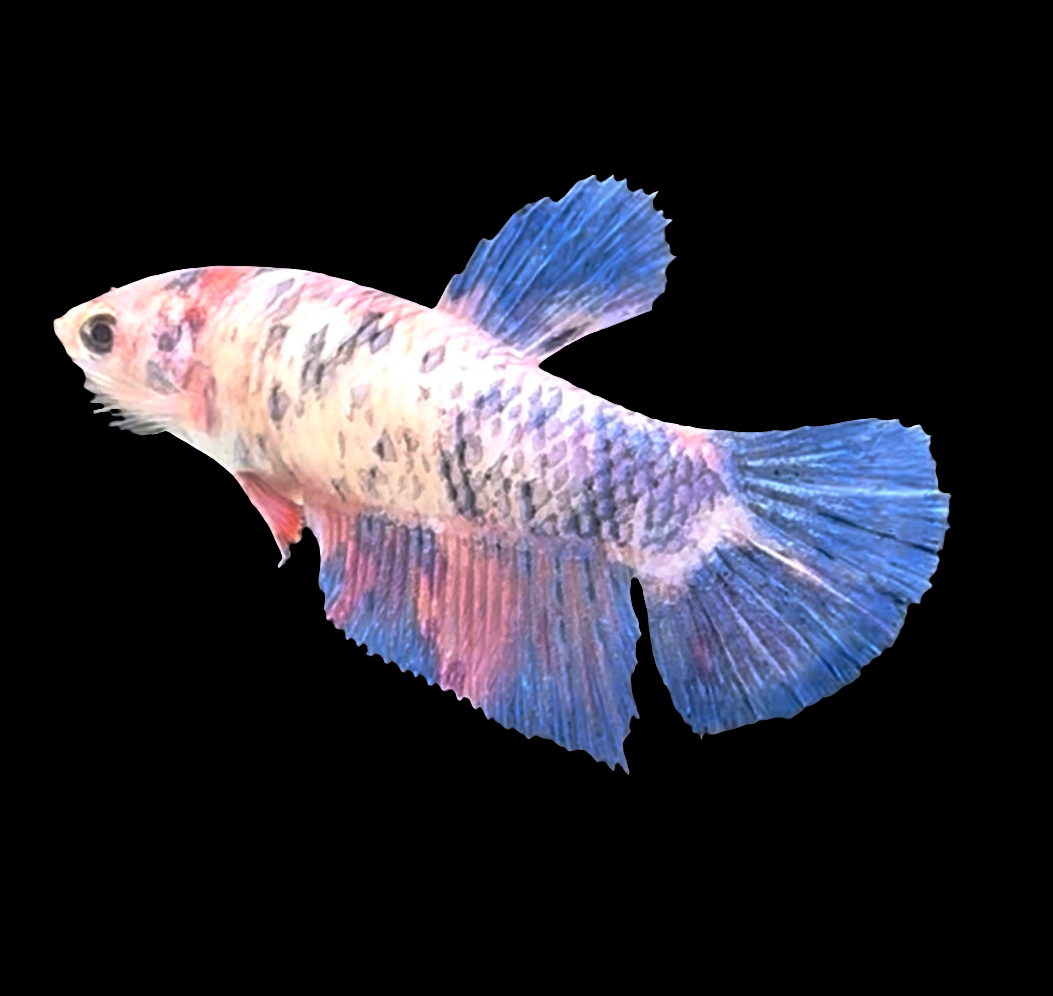 Giant Galaxy Koi Betta Fish Female GK-1717 — JV Betta