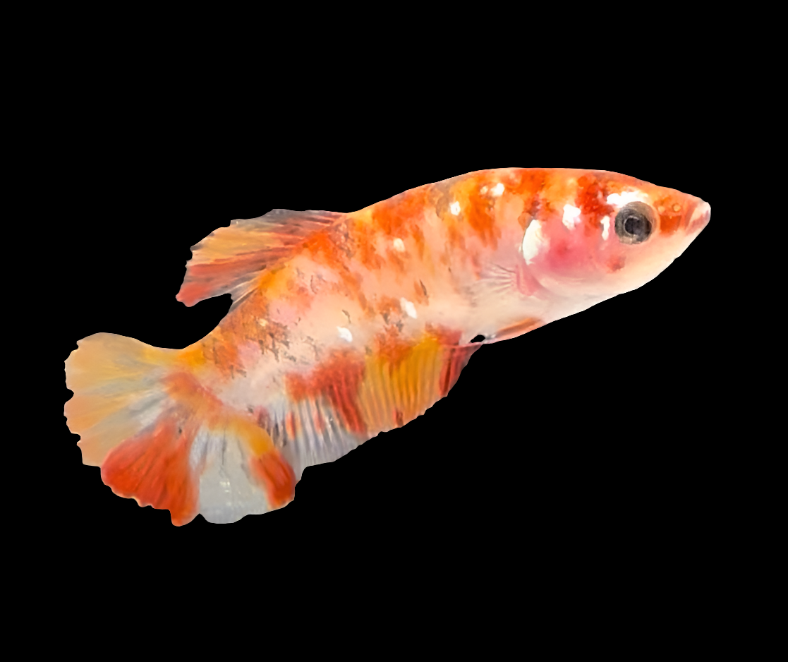 Galaxy Koi Betta Fish Female GK-1720 — JV Betta