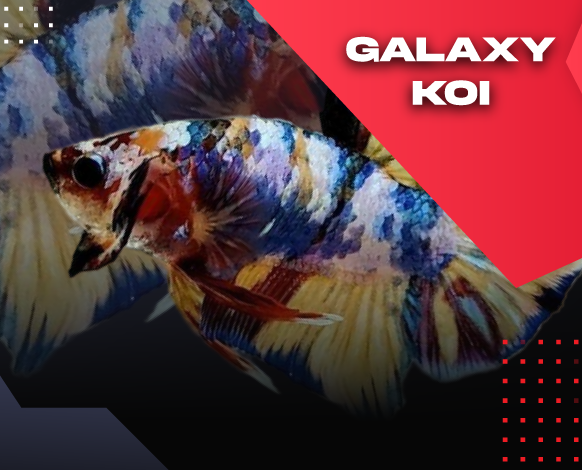 galaxy koi betta fish
