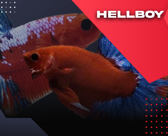 hellboy betta fish