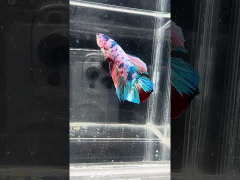 Giant Galaxy Koi Betta Fish Male GK-1725