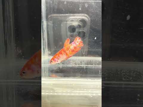 Galaxy Koi Betta Fish Female GK-1719