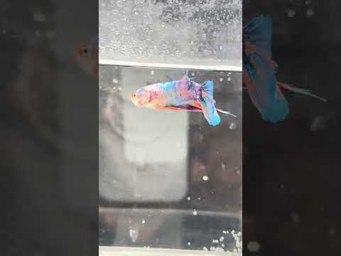 Giant Galaxy Koi Betta Male GK-1708