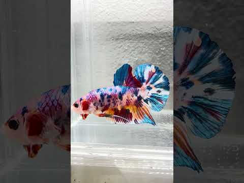 Giant Galaxy Koi Betta Fish Male GK-1703