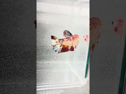 Galaxy Koi Betta Fish Male GK-1736