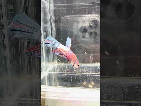 Giant Galaxy Koi Betta Fish Male GK-1715