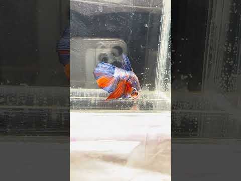 Giant Galaxy Koi Betta Fish Male GK-1709
