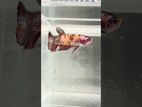 Giant Galaxy Koi Betta Fish Male GK-1737