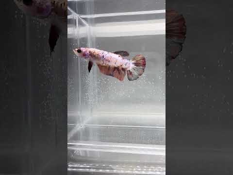 Giant Galaxy Koi Betta Fish Female GK-1744