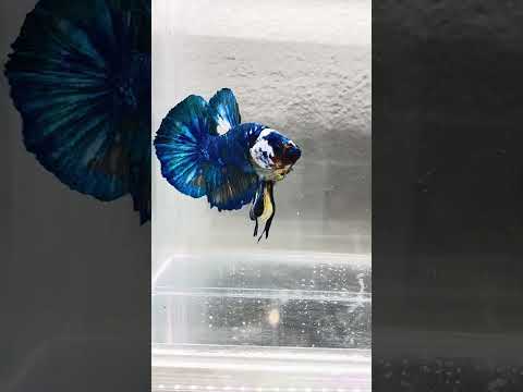 Giant Galaxy Koi Betta Fish Male GK-1706