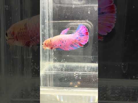 Giant Galaxy Koi Betta Fish Female GK-1714