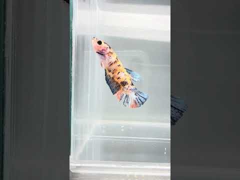 Galaxy Koi Betta Fish Male GK-1732