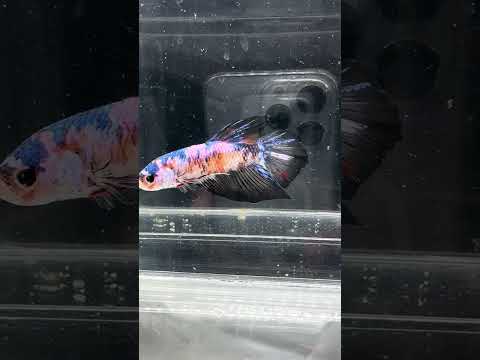 Giant Galaxy Koi Betta Fish Male GK-1723