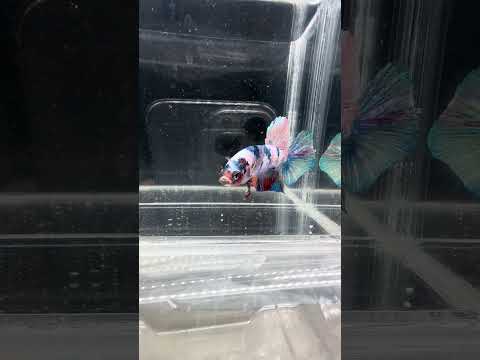 Giant Galaxy Koi Betta Fish Male GK-1727