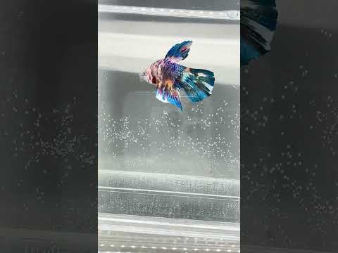Giant Galaxy Koi Betta Fish Male GK-1742