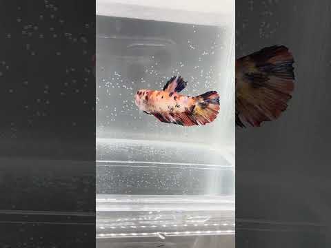 Giant Galaxy Koi Betta Fish Female GK-1743