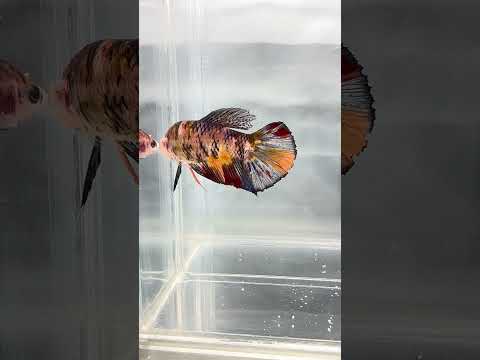 Galaxy Koi Betta Fish Female GK-1702