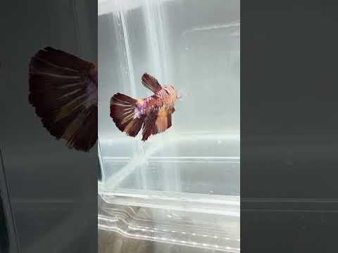 Galaxy Koi Betta Fish Male GK-1733