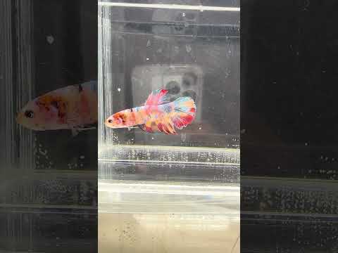 Giant Galaxy Koi Betta Fish Male GK-1710