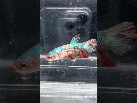 Giant Galaxy Koi Betta Fish Male GK-1722