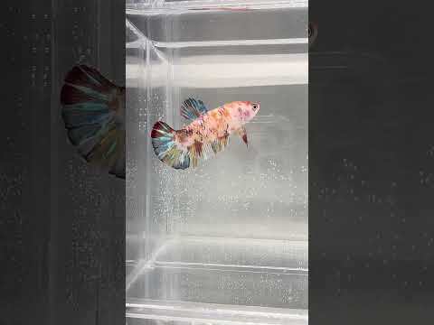 Giant Galaxy Koi Betta Fish Female GK-1740