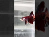Giant Galaxy Koi Betta Fish GK-1705 | Male Betta Fish | Betta Fish for Sale