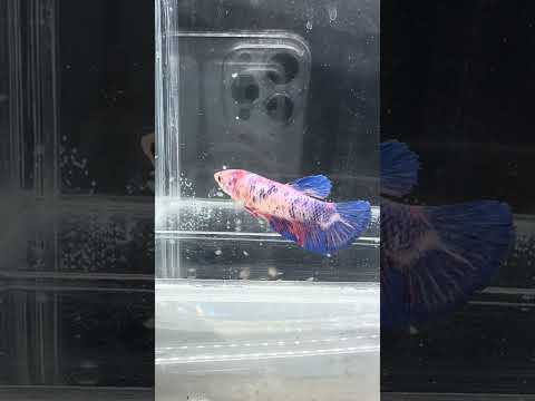 Giant Galaxy Koi Betta Fish Female GK-1717