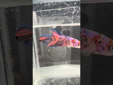 Giant Galaxy Koi Betta Fish Male GK-1712