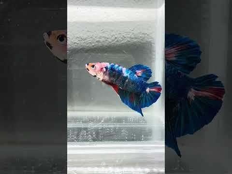 Giant Galaxy Koi Betta Fish Male GK-1707