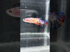 Giant Galaxy Koi Betta Fish female GK-1730