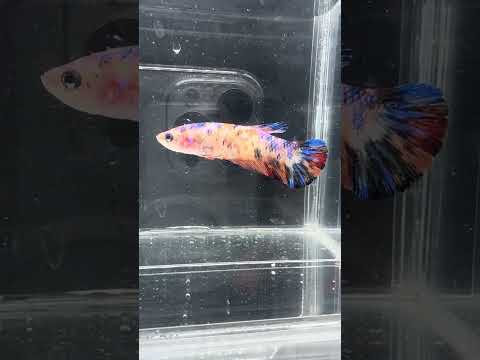 Giant Galaxy Koi Betta Fish female GK-1730