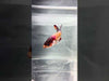 Galaxy Koi Betta Fish Female GK-1701