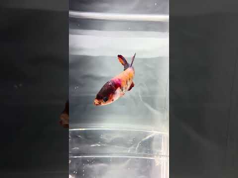 Galaxy Koi Betta Fish Female GK-1701