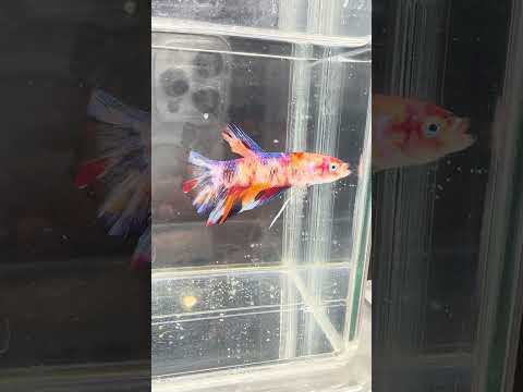 Giant Galaxy Koi Betta Fish Male GK-1716