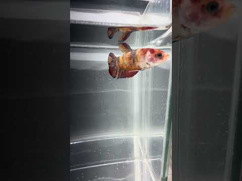 Galaxy Koi Betta Fish Female GK-1700