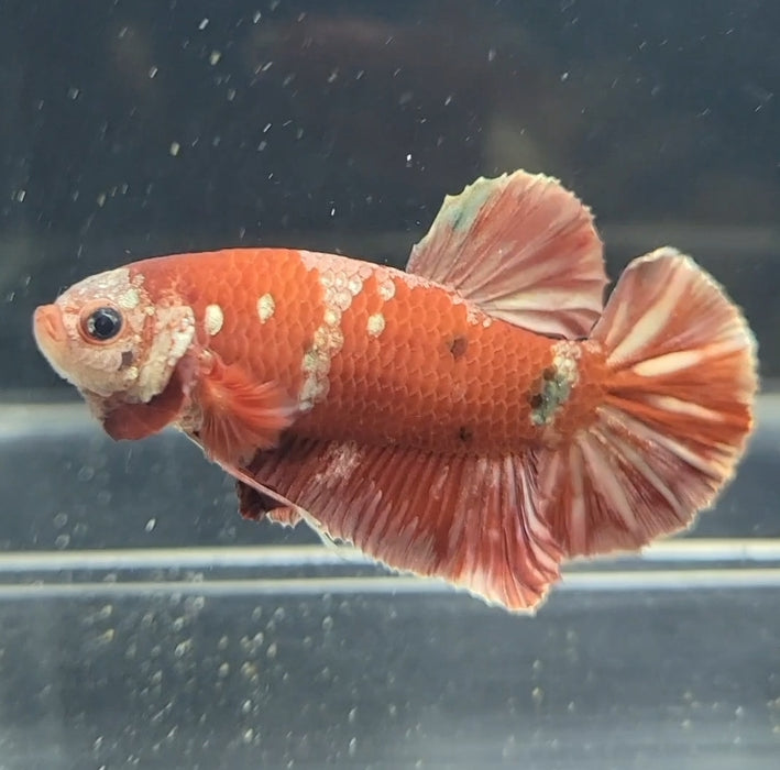 Red Galaxy Koi Betta Fish Male RG-1637