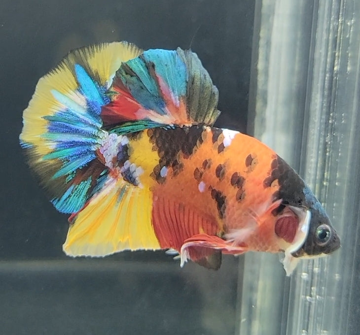 Galaxy Koi Betta Fish Male GK-1627