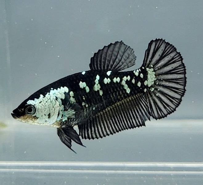 Black Mamba Betta Fish Female BM-1598