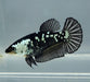 Black Mamba Betta Fish Female BM-1598