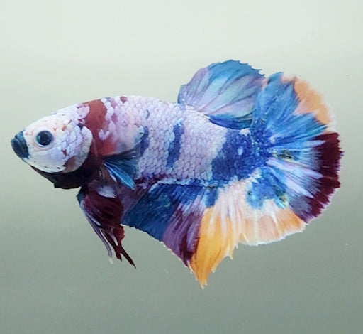 Galaxy Koi Male Betta Fish GK-1585