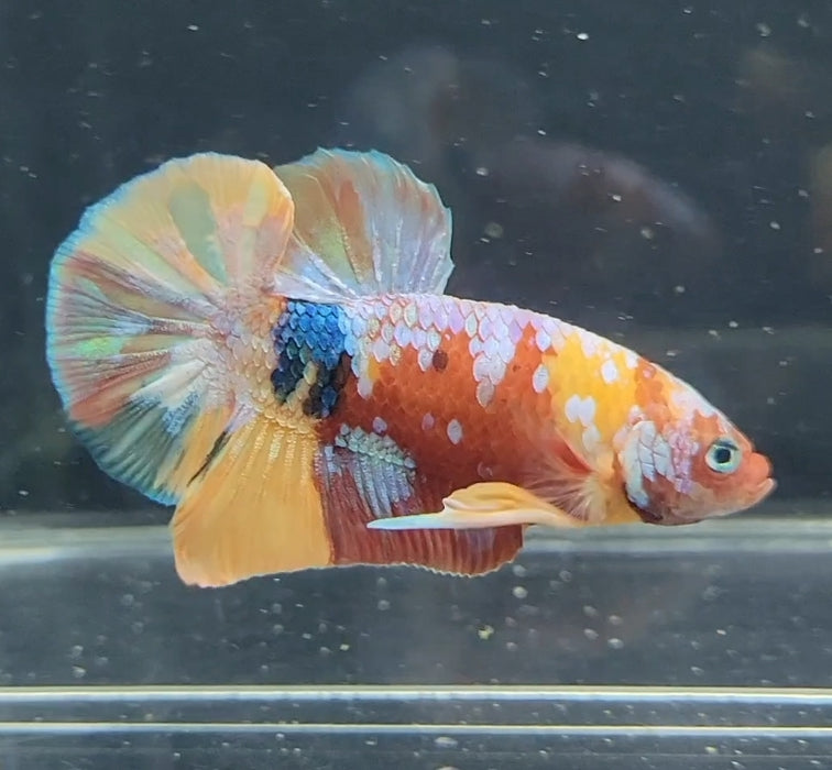 Galaxy Koi Betta Fish Male GK-1639