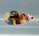 Galaxy Koi Female Betta Fish GK-1426