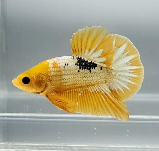 Yellow Fancy Male Betta Fish YF-1364