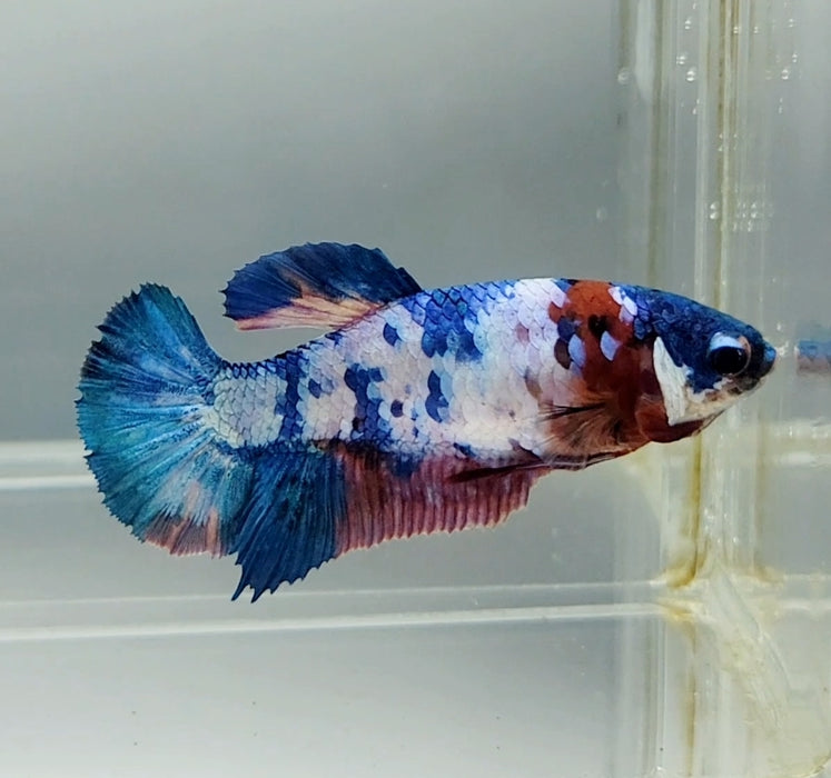 Galaxy Koi Female Betta Fish GK-1390