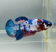 Galaxy Koi Female Betta Fish GK-1390