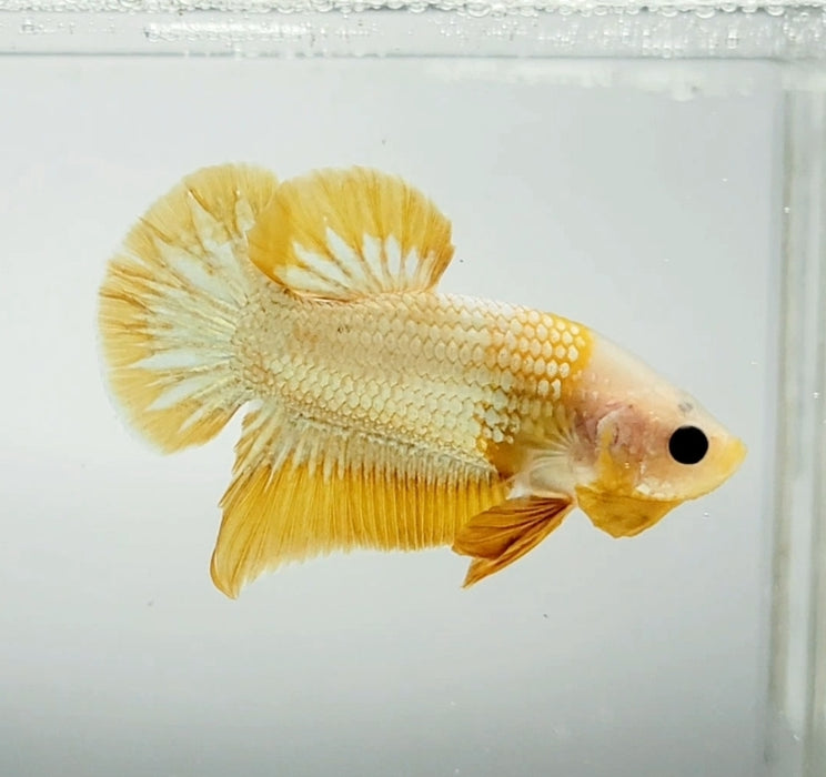 Yellow Fancy Male Betta Fish YF-1368