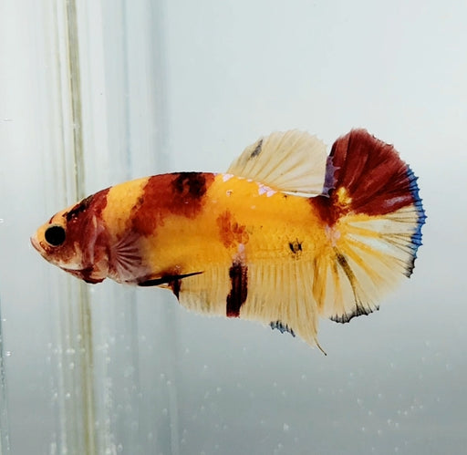 Galaxy Koi Female Betta Fish GK-1379